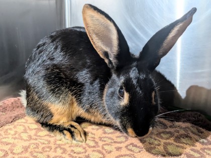 MANDY - Tan available for adoption