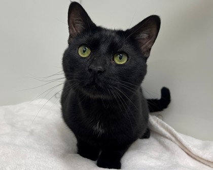 BOOTS - Domestic Shorthair available for adoption