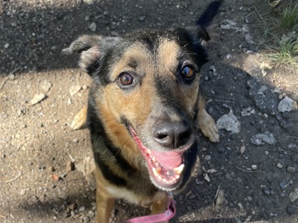 RYNER - German Shepherd / Mix for adoption in Boulder