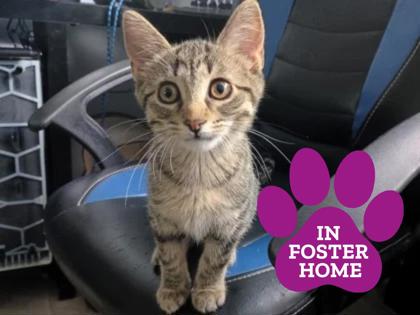 TASHI - Domestic Shorthair available for adoption