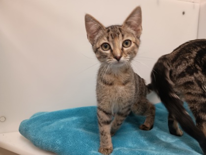 CINDY - Domestic Shorthair available for adoption