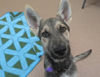 MARTY - German Shepherd / Mix available for adoption