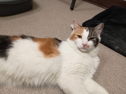 HARLEY QUINN - Domestic Medium Hair available for adoption