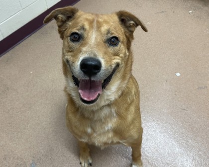 CHAMP - Australian Cattle Dog / Mix available for adoption