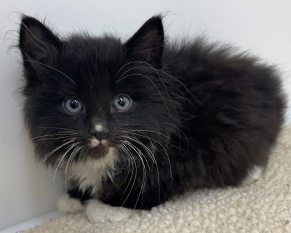 CAPPUCCINO - Domestic Longhair available for adoption