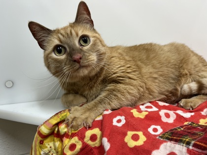 DOBBY - Domestic Shorthair available for adoption