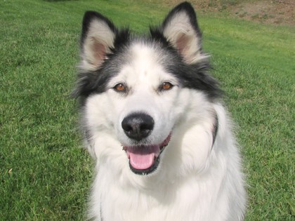 CHARLOTTE - Alaskan Malamute / Mix available for adoption