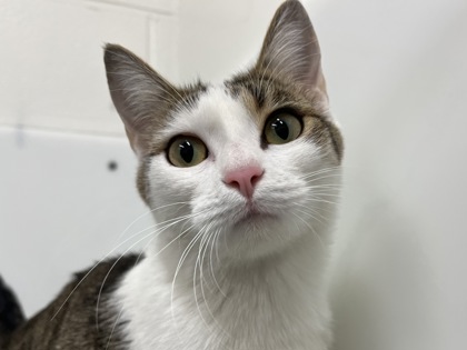 MADAME BIJOUX - Domestic Shorthair available for adoption