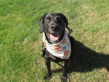 CONNIE - Labrador Retriever / Mix available for adoption