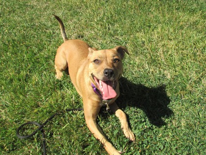 TIBBY - American Pit Bull Terrier / Mix available for adoption