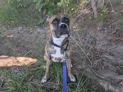 CALLIE - Boxer / Mix available for adoption