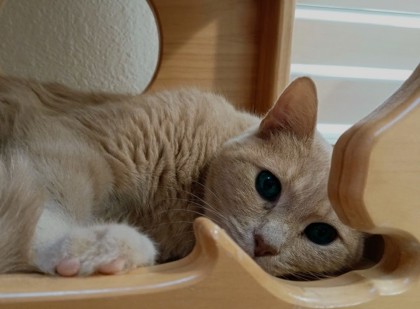BUBBA - Domestic Shorthair available for adoption