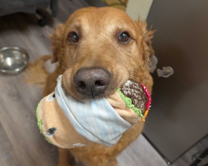 BIG MAC - Golden Retriever / Mix available for adoption