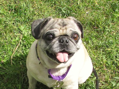 BUDDY - Pug available for adoption