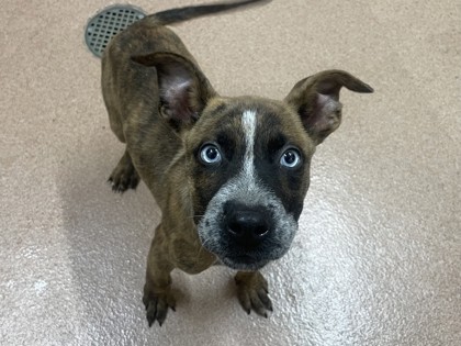 LINCOLN - Shepherd / Mix available for adoption