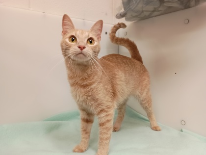 MERA - Domestic Shorthair available for adoption
