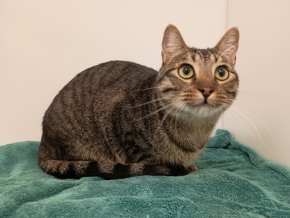 BOKKIE - Domestic Shorthair available for adoption