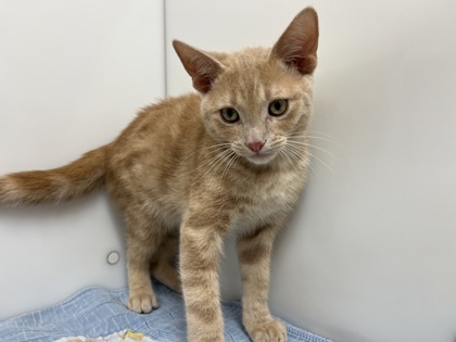 DILBERT - Domestic Shorthair available for adoption