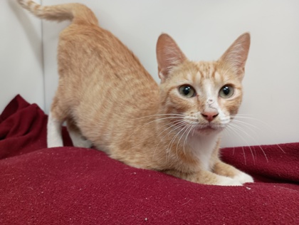 MARMALADE - Domestic Shorthair available for adoption