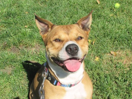 ANISE - American Pit Bull Terrier / Mix available for adoption