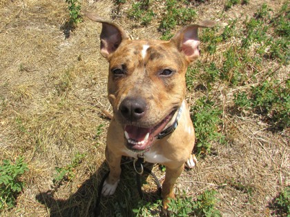BARK RUFFALO - American Pit Bull Terrier / Mix available for adoption