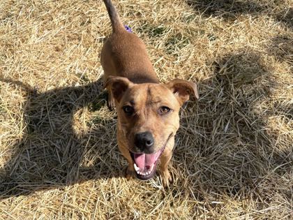 TIBBY - American Pit Bull Terrier / Mix available for adoption