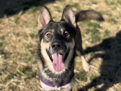 JASON - Siberian Husky / Mix available for adoption