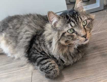 CHEWY - Domestic Medium Hair available for adoption