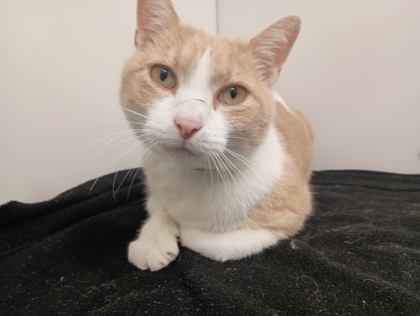 ALFIE - Domestic Shorthair available for adoption