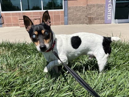 IKE - Jack Russell Terrier / Mix available for adoption