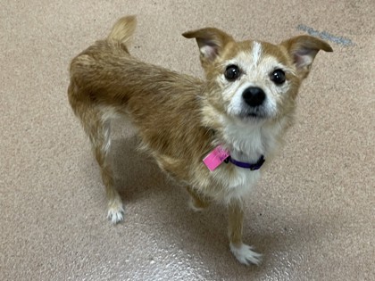 CIRCUS PEANUT - Jack Russell Terrier / Mix available for adoption