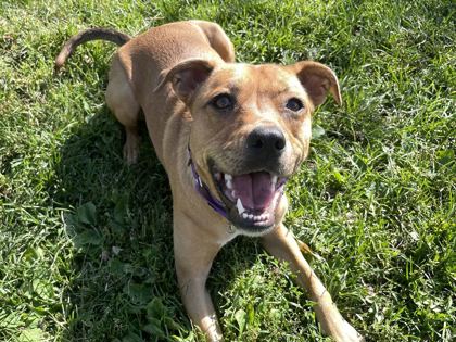 TIBBY - American Pit Bull Terrier / Mix available for adoption