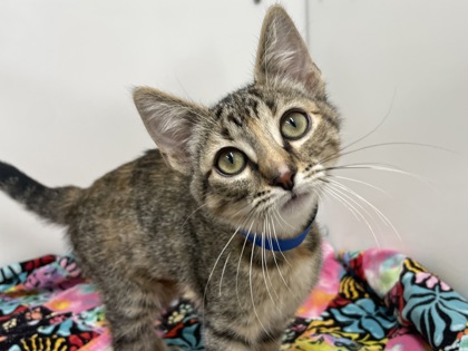 CINDY - Domestic Shorthair available for adoption