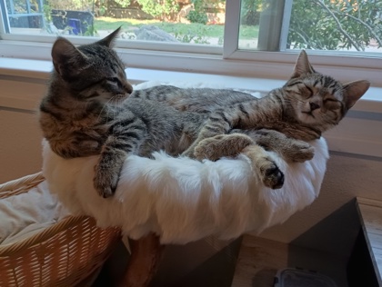 TASHI - Domestic Shorthair available for adoption