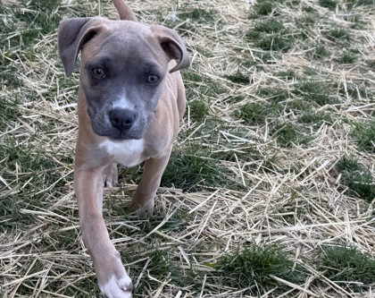 NANCY - American Pit Bull Terrier / Mix available for adoption