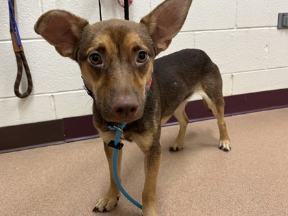 GUMMY BEAR - Australian Kelpie / Mix available for adoption