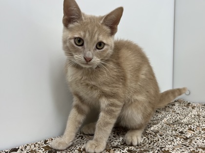 DEWEY - Domestic Shorthair available for adoption