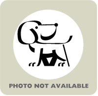 Photo Not Available dog